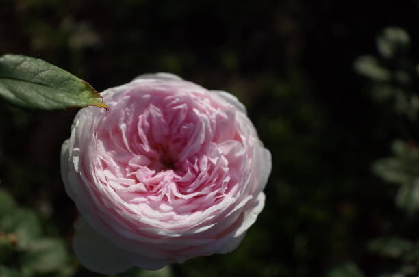 istock Rose 'Fen Zhang Lou' - Light Pink 1081901298