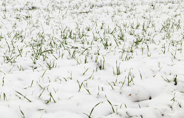 istock wheat sprouts in the snow 1081901630
