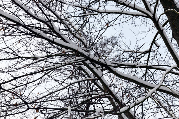 istock Branches of a tree in the snow 1081901644