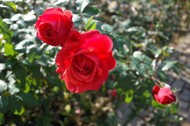 istock Rose 'Fidelio' - Red 1081901676