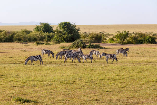Savanna landscape with grazing zebras