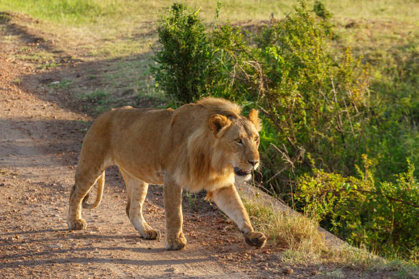 Male lion walking on a dirt road in Masai mara, Kenya Male lion walking on a dirt road in Masai mara, Kenya safari animals lion road scenics stock pictures, royalty-free photos & images