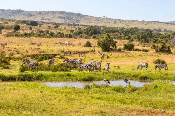 istock Waterhole on the savannah with Zebras and cranes 1081903968