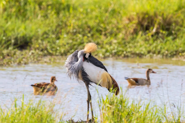 istock Grey Crowned Crane preening himself on the beach 1081903976