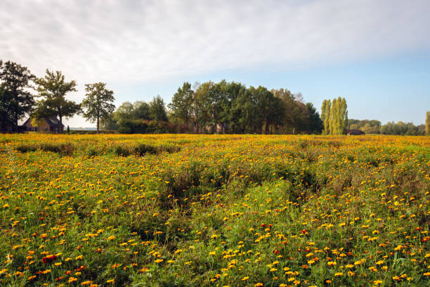 istock Large field with many orange flowering marigolds 1081904012