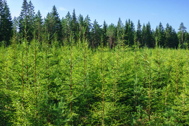 spruce plantage i ett skogsområde i sommar - svensk skog bildbanksfoton och bilder
