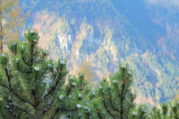 una imagen de una rama de abeto árbol de abeto con nieve sobre un fondo amarillo colinas y conos, primera nieve paisaje, otoño desenfoque de fondo. - january pine cone february snow fotografías e imágenes de stock