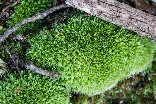 Pincushion moss (Leucobryum glaucum) growing in autumn.