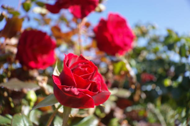 istock Rose 'Frankly Scarlet' - Red 1081907110