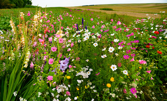 Colorful wild flowers blooming in meadow close to ecological agriculture fields.