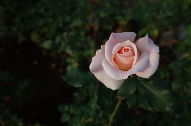 istock Rose 'French Lace' - White and Light Cream 1081907670