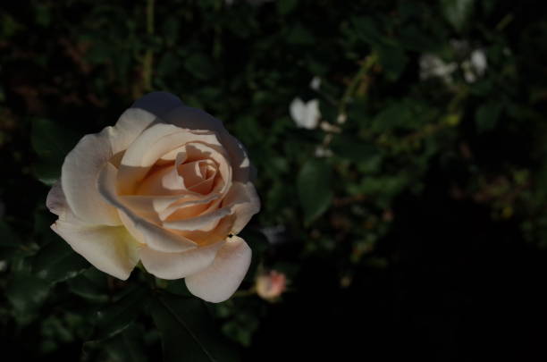 istock Rose 'French Lace' - White and Light Cream 1081908002