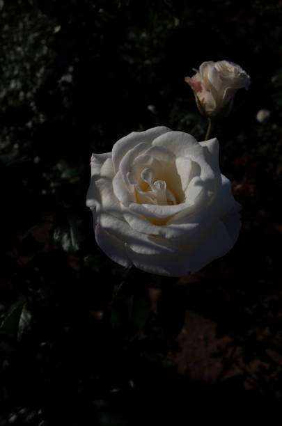 istock Rose 'French Lace' - White and Light Cream 1081908038