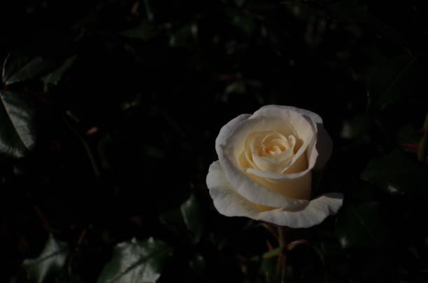 istock Rose 'French Lace' - White and Light Cream 1081908040