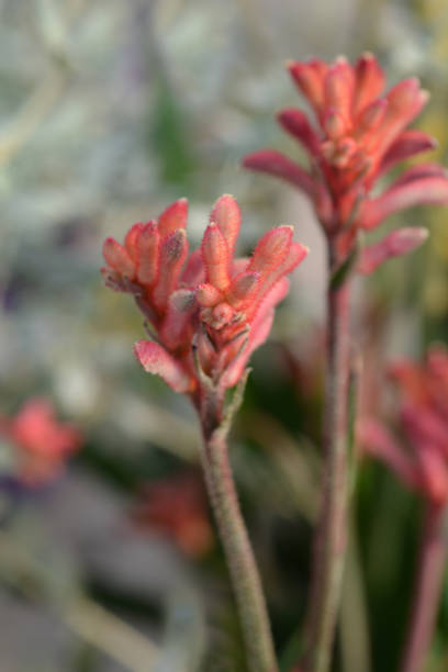 istock Kangaroo paw Beauty Red 1081910540