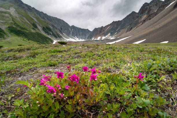 istock Rhododendrons of Kamchatka 1081910652