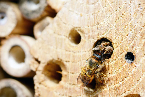 дикая пчела osmia bicornis в отеле насекомых. - bicornis стоковые фото и изображения
