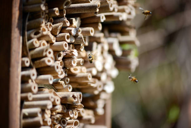 wild bee (Osmia bicornis) flying in front of insect hotel. stock photo