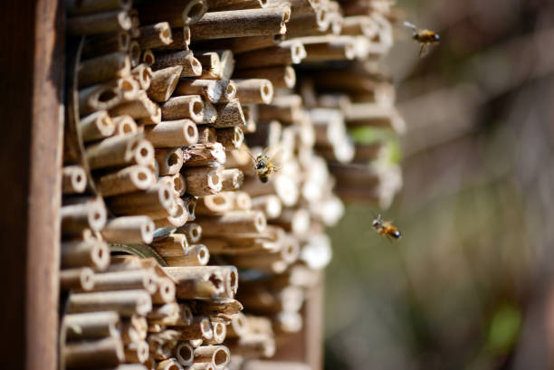 wild bee (osmia bicornis) flying in front of insect hotel. - bicornis imagens e fotografias de stock