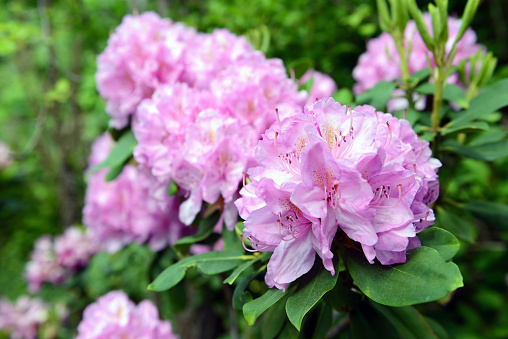 Blooming rhododendrons in Finnish Haaga Flower Park in Helsinki.