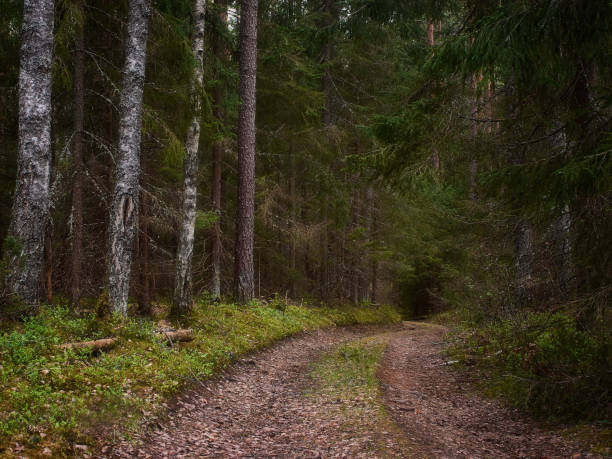 istock Forest paths to new places 1081911388