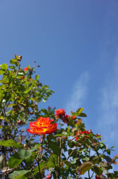istock Rose 'Furedaiko' - Yellow and Orange 1081914128