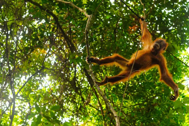 Orangutan jumping on trees spoted during a jungle trek