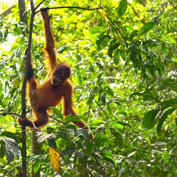 istock Cute baby orangutan on tree 1081914264