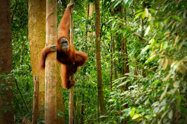 wilde orang-utan springen - indonesien stock-fotos und bilder