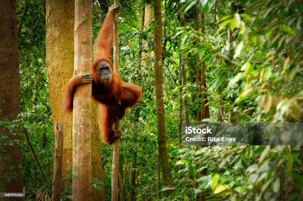 Jumping wild orangutan Orangutan spotted in the rainforest jumping from tree to tree Rainforest Stock Photo