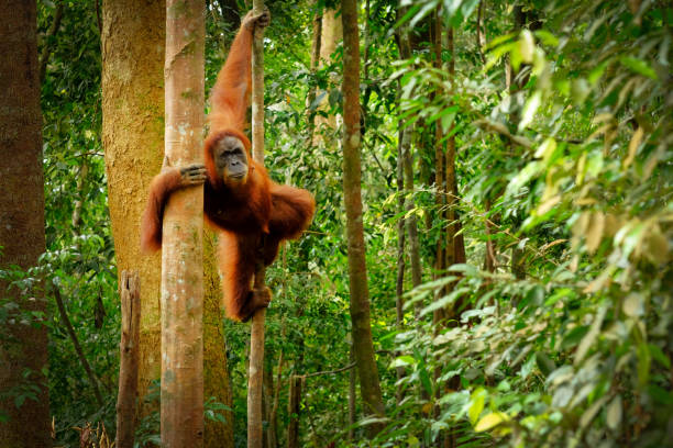 Jumping wild orangutan Orangutan spotted in the rainforest jumping from tree to tree island of borneo stock pictures, royalty-free photos & images