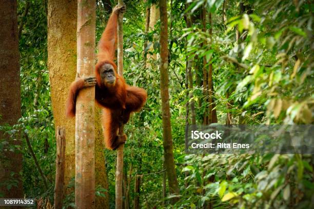 Jumping Wild Orangutan Stock Photo - Download Image Now - Rainforest, Orangutan, Animal