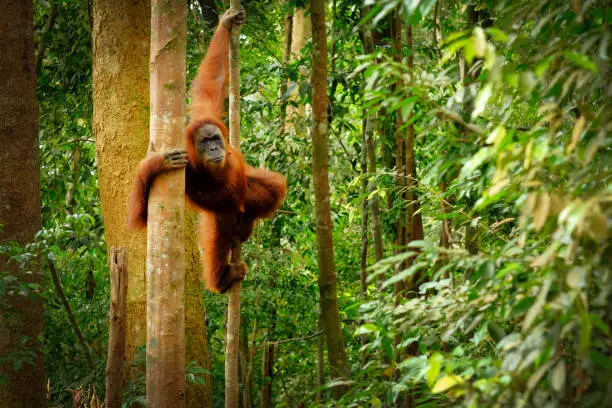 Photo of Jumping wild orangutan