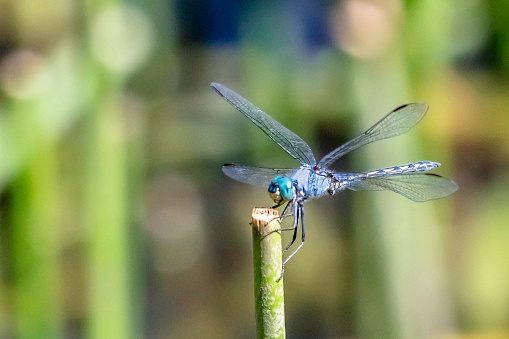 Blue dragonfly or blue dasher perched on a reed.