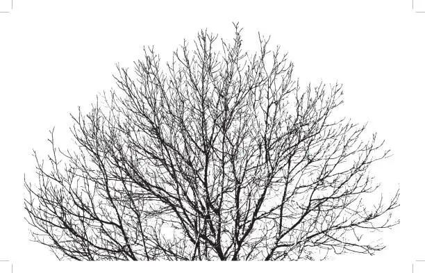 Vector illustration of Tree Branches Background