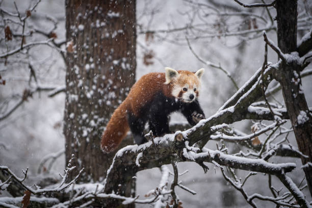 Red Panda, Firefox or Lesser Panda (Ailurus fulgens) stock photo
