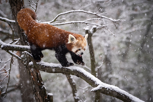 Panda rojo, Firefox o Panda menor (Ailurus fulgens) photo