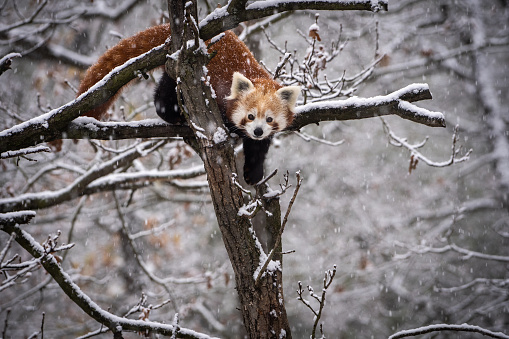 Red Panda, Firefox or Lesser Panda (Ailurus fulgens) in heavy snowfall.