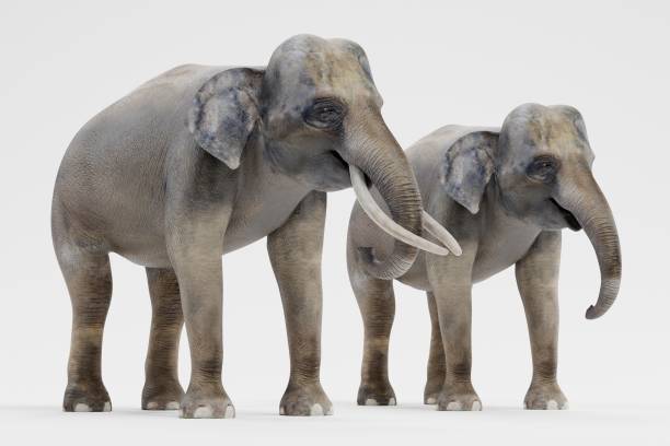 istock Realistic 3D Render of Asian Elephants 1081920288
