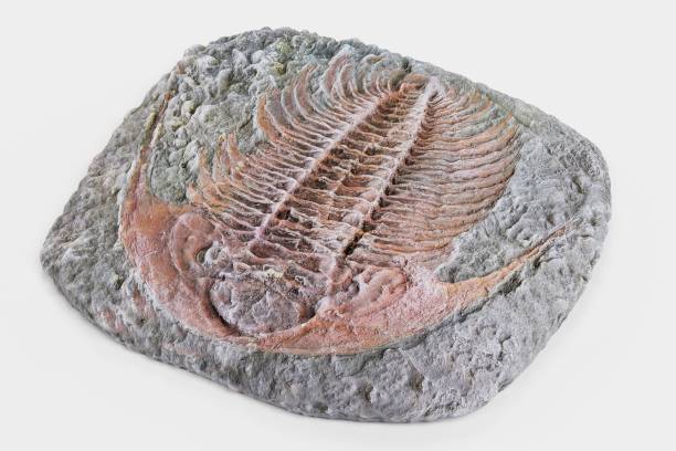 istock Realistic 3D Render of Trilobite Fossil 1081920682