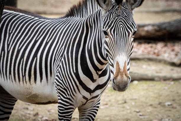 Grevy´s Zebra (Zebra-de-Grevy / Equus grevyi) stock photo