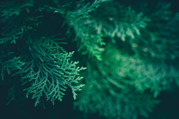 istock Christmas background. Green fir tree. 1081922812