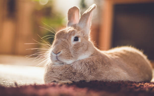 istock Rufus bunny rabbit relaxes next to shag carpet in warm tones, vintage setting 1081922850