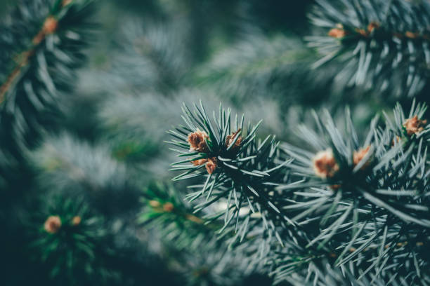 istock Christmas background. Green fir tree. 1081923104