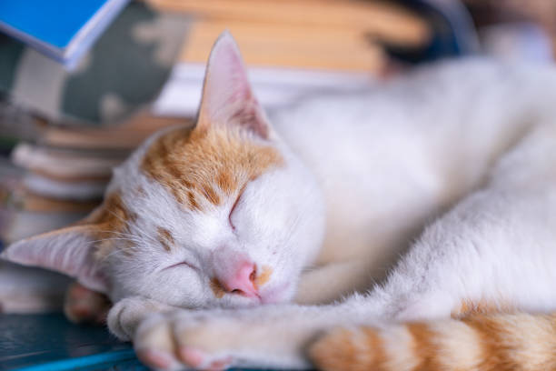istock close up sleeping white and orange striped cat 1081923508