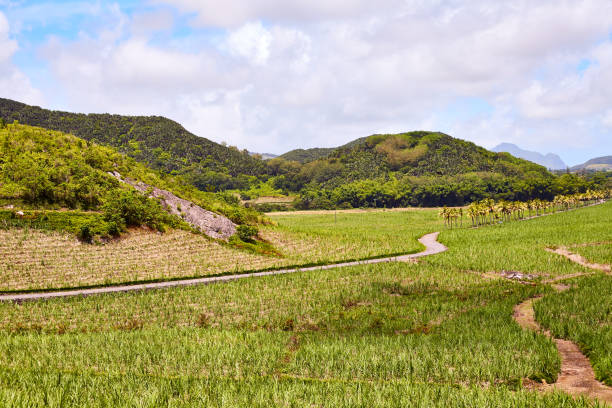 istock Sugar Cane fieds, Mauritius 1081923704