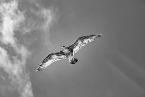 california gull flying in theclear sky