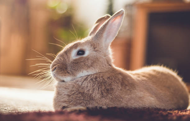 Rufus bunny rabbit relaxes next to shag carpet in warm tones, vintage setting stock photo