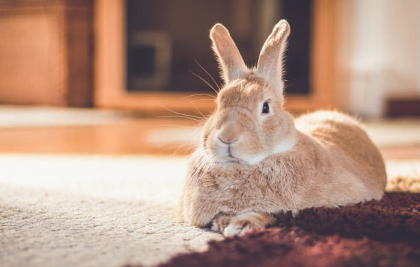 istock Rufus bunny rabbit relaxes next to shag carpet in warm tones, vintage setting 1081925880