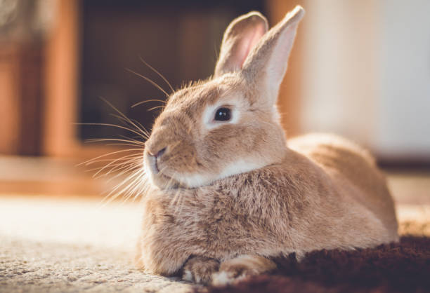istock Rufus bunny rabbit relaxes next to shag carpet in warm tones, vintage setting 1081925936
